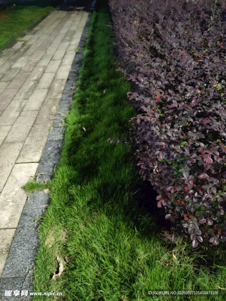 路边绿植景观