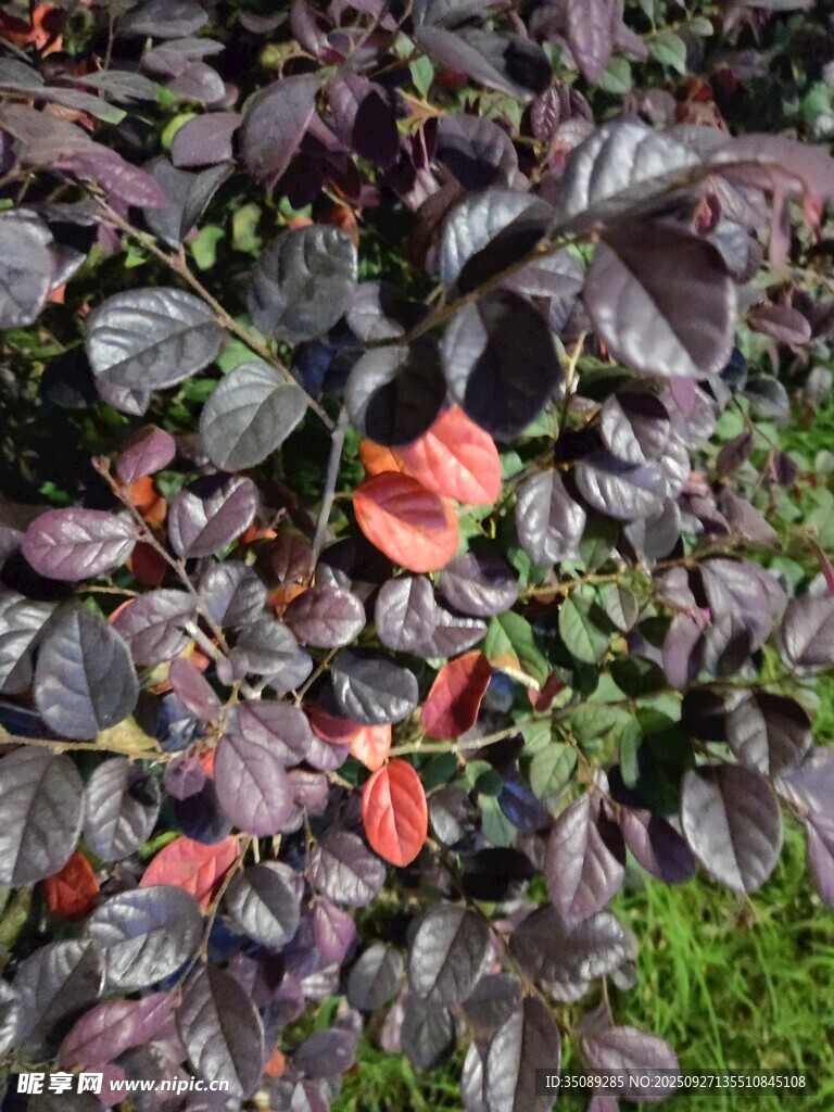 紫叶植物特写