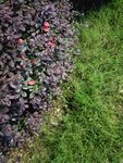 紫叶植物与翠绿草地