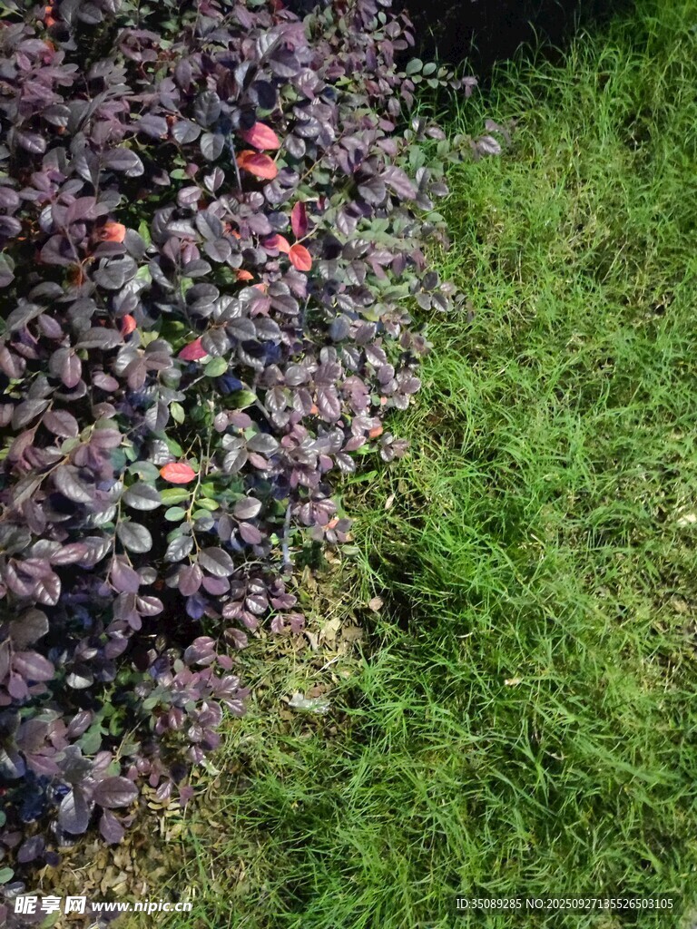 紫叶植物与翠绿草地