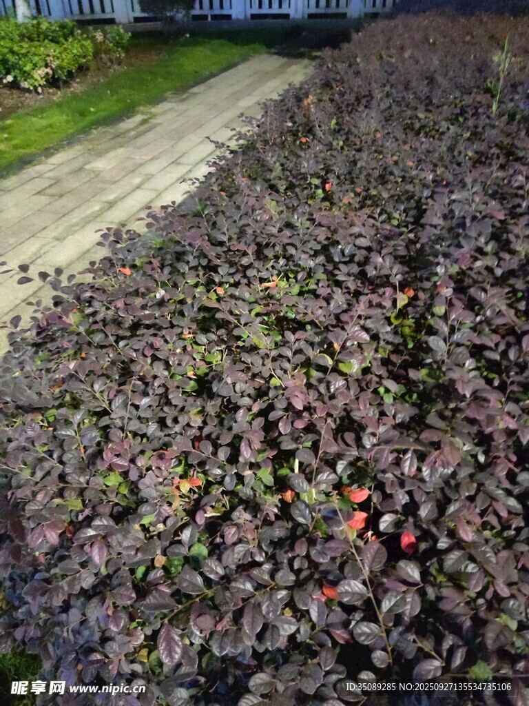 紫叶植物景观