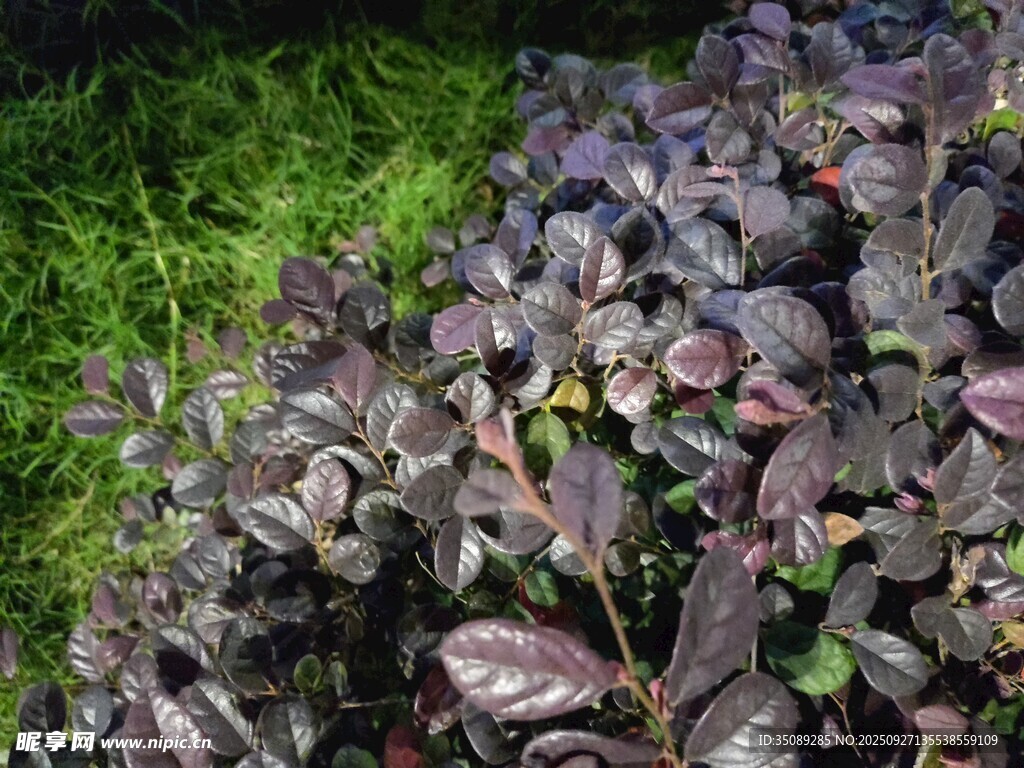 紫叶植物与绿草相映成趣