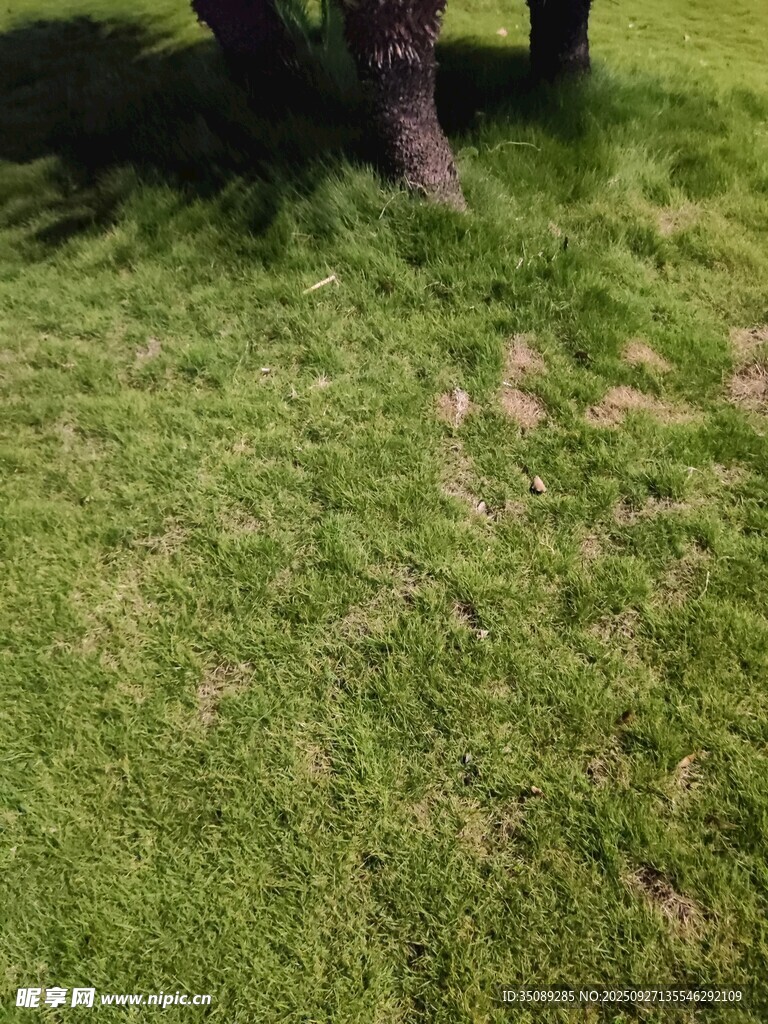 草地中的树木与斑驳光影