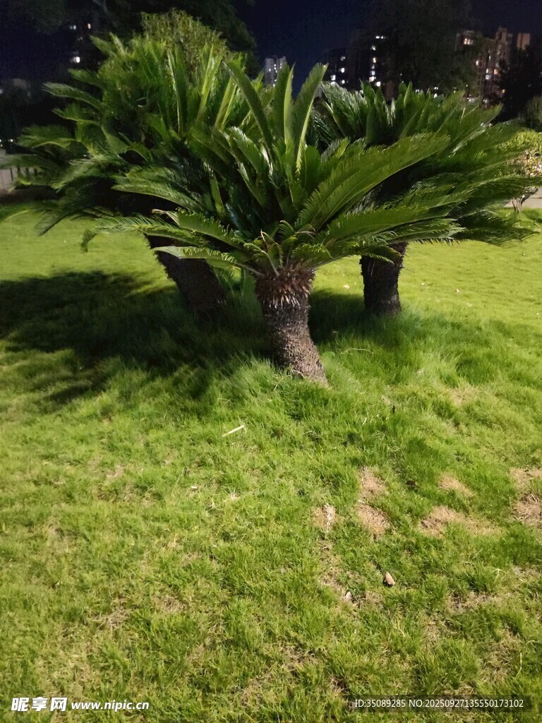 草地上的几株苏铁植物