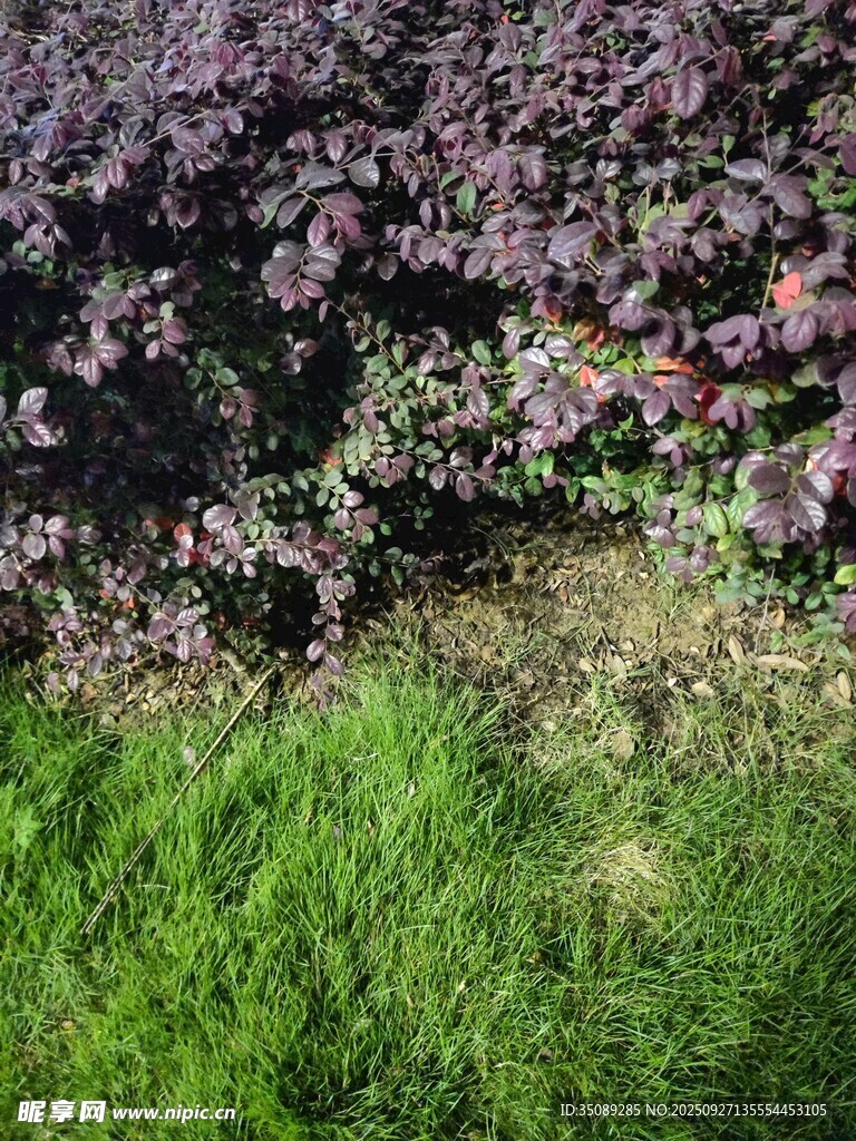 绿草与紫叶植物景观