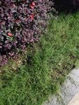 路边绿植花卉景观