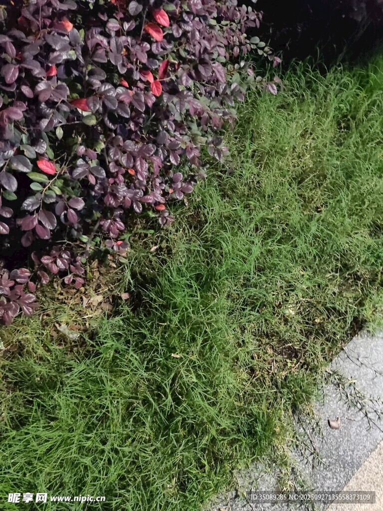 路边绿植花卉景观