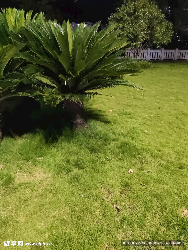 庭院中的翠绿草坪与植物