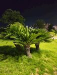 夜下葱郁苏铁植物景观