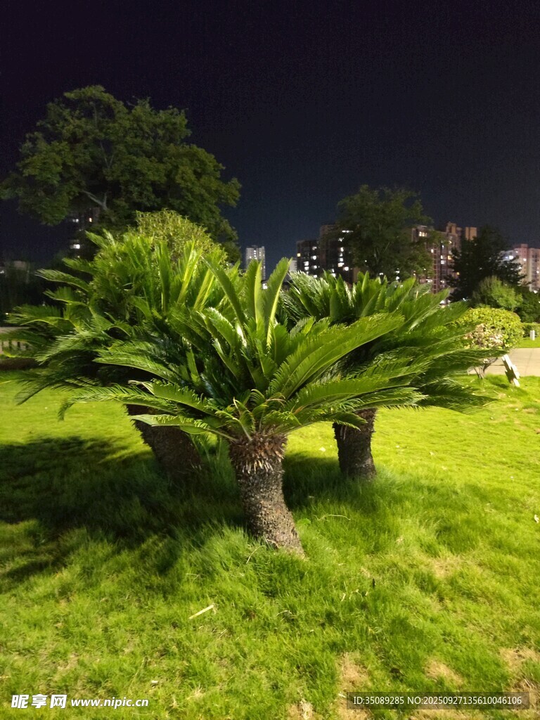 夜下葱郁苏铁植物景观