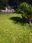 夜晚草坪与绿植景观