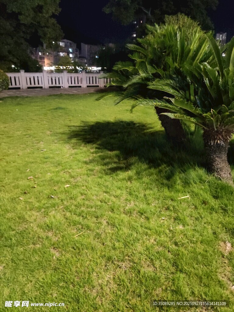 夜晚草坪与绿植景观
