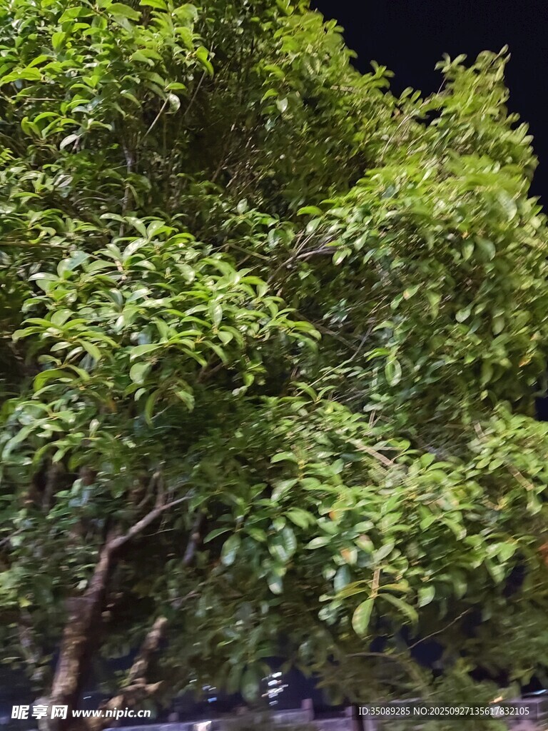 繁茂绿树尽显自然生机