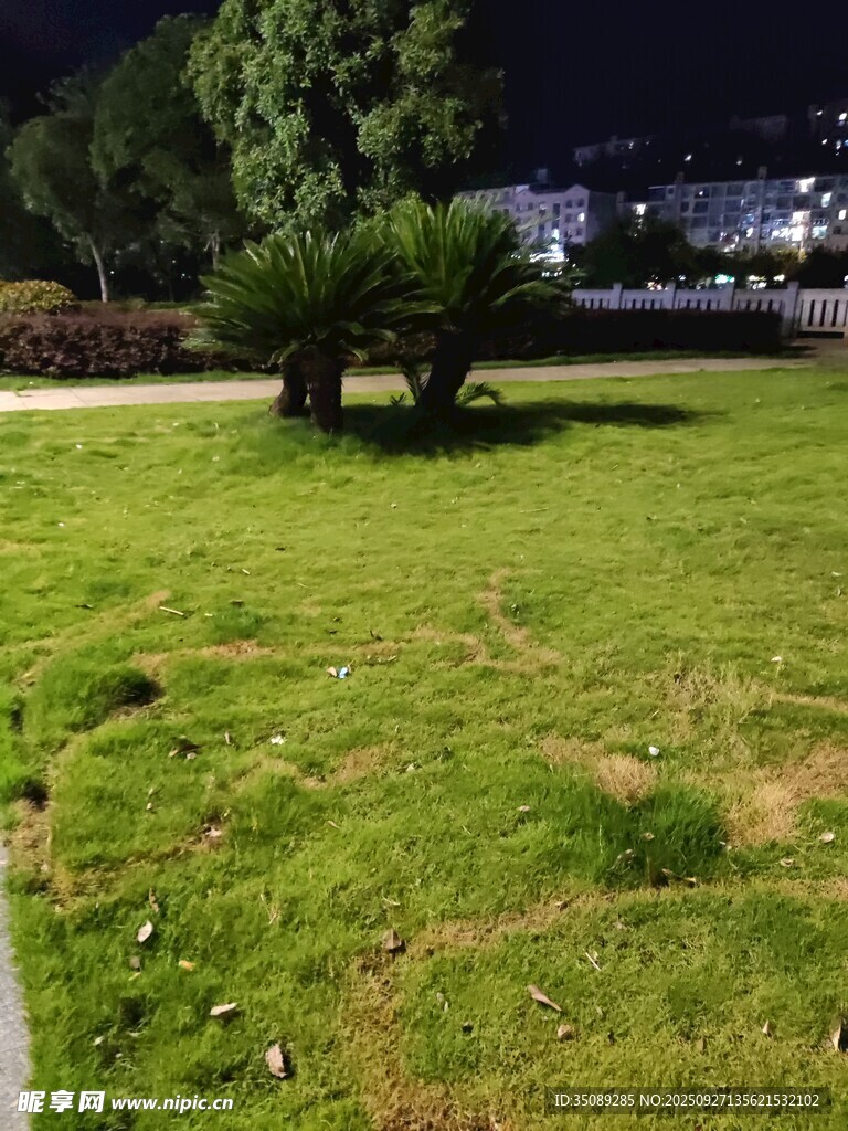 夜晚草地旁的树木景观
