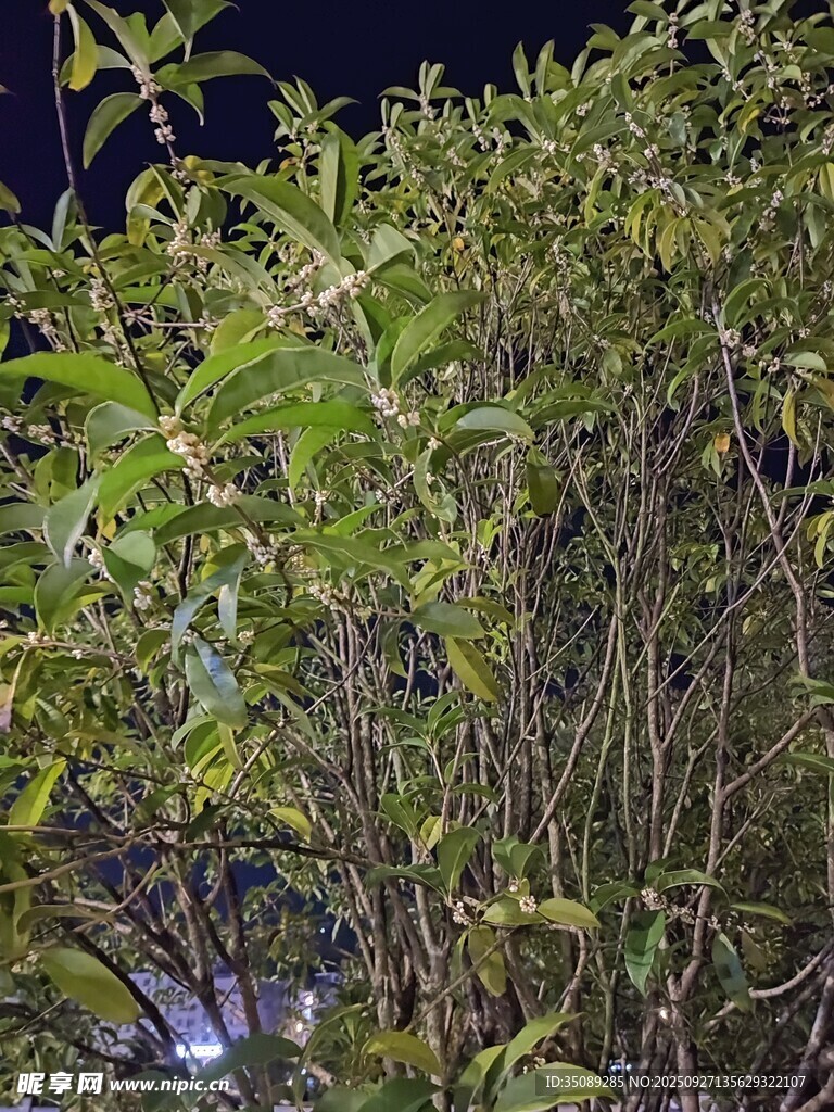 夜间繁茂绿植景象