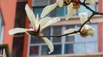 玉兰花