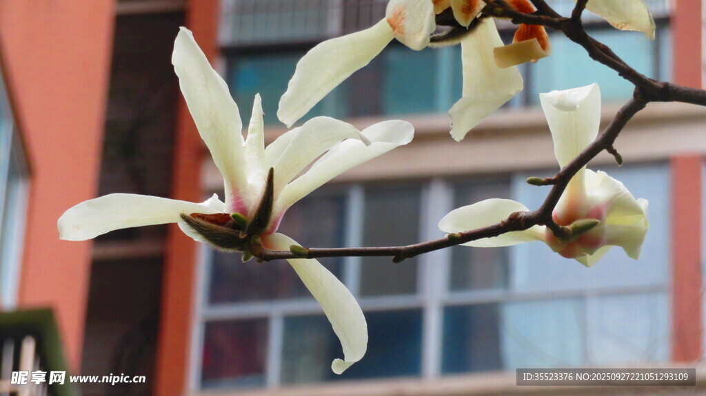 玉兰花