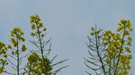 蓝天映衬下的黄色油菜花