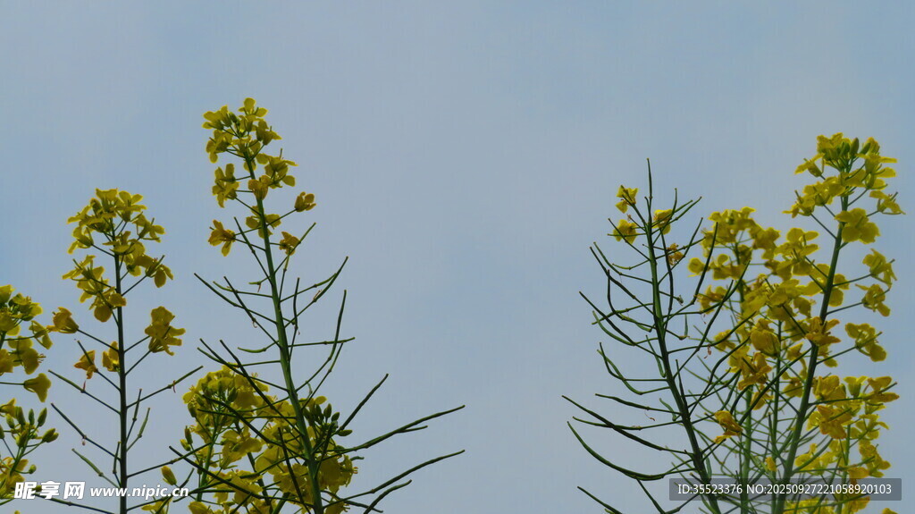 蓝天映衬下的黄色油菜花