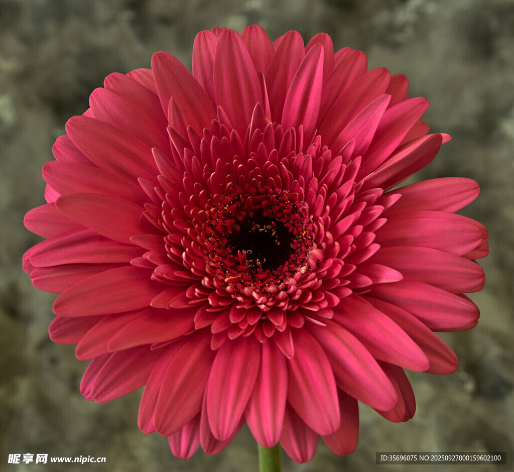 鲜艳玫红色非洲菊特写