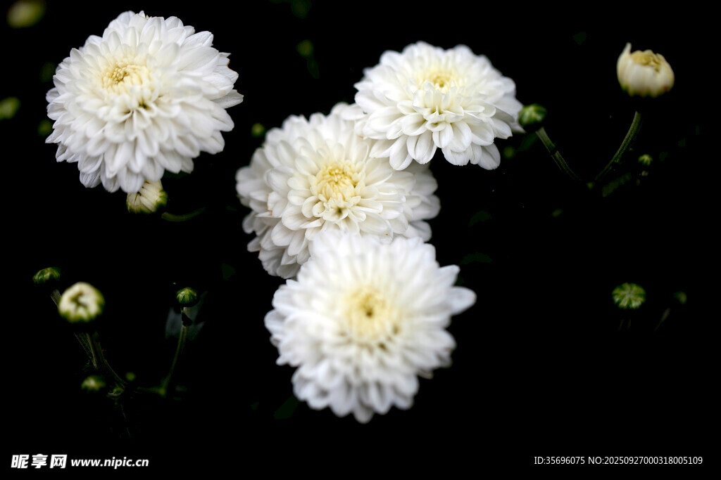 菊花