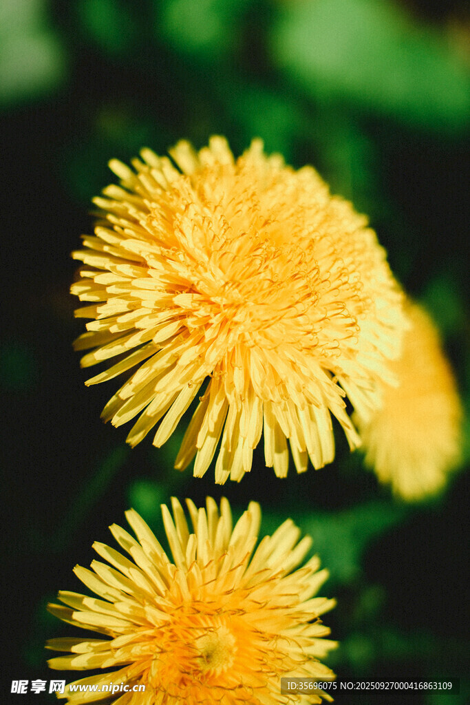 两朵灿烂黄色蒲公英花