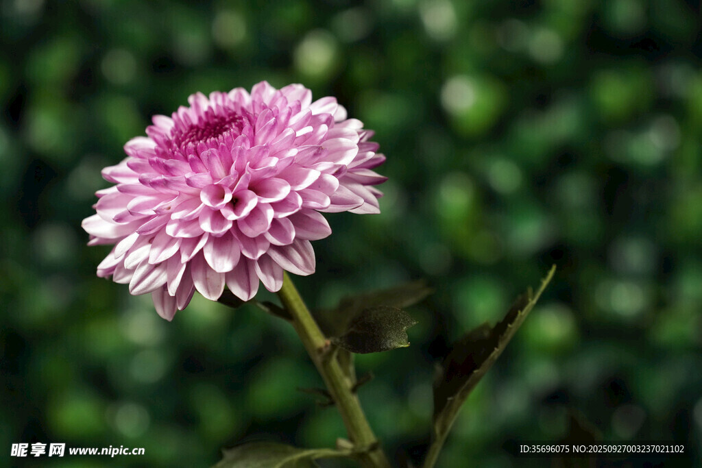 粉色菊花特写