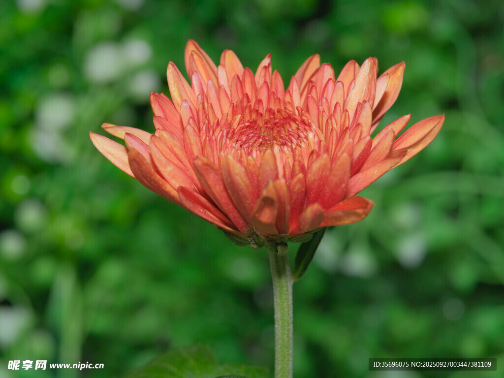 橙红色菊花特写