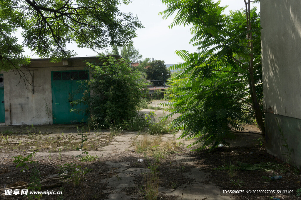 荒废小屋旁的绿植景象