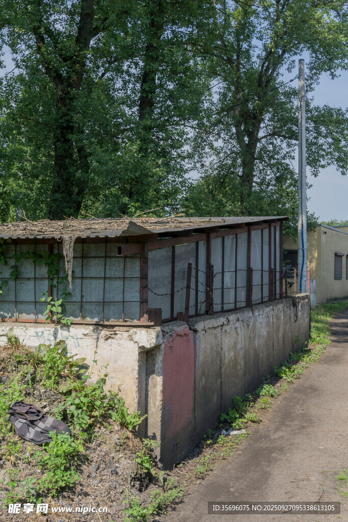 乡村废弃小屋旁的绿意