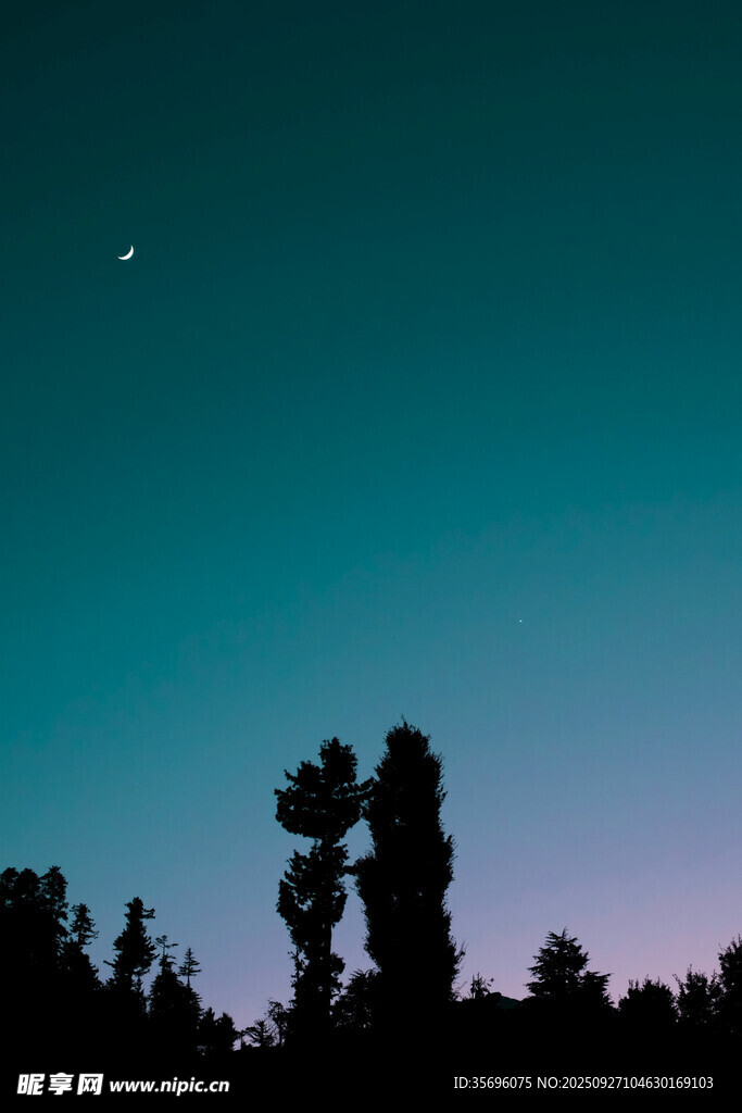 夜空下的树木剪影