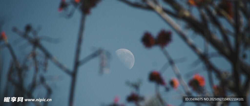 月下红果映蓝天