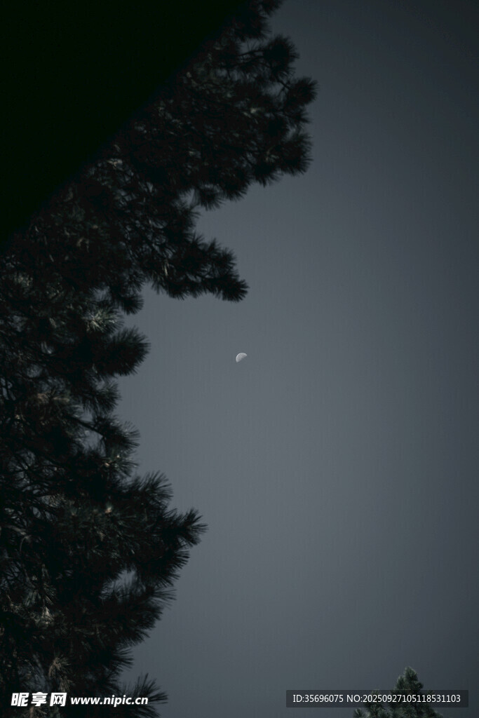 夜空下的树梢与闪烁星星