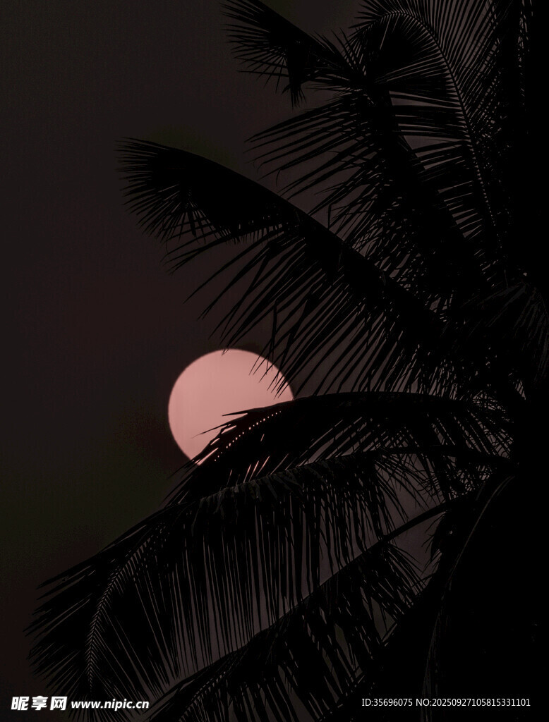 椰林映月景