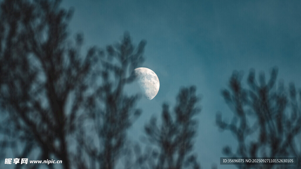 夜空下的月亮与树木