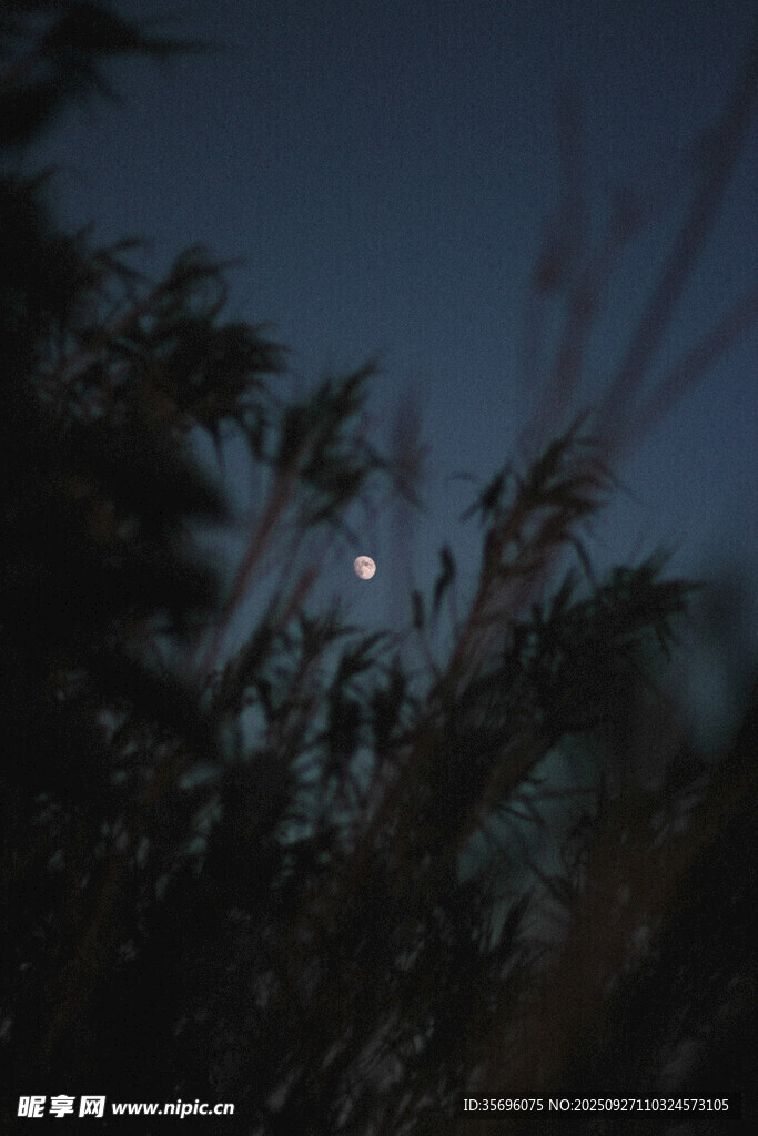 夜空中透过枝叶的朦胧月亮