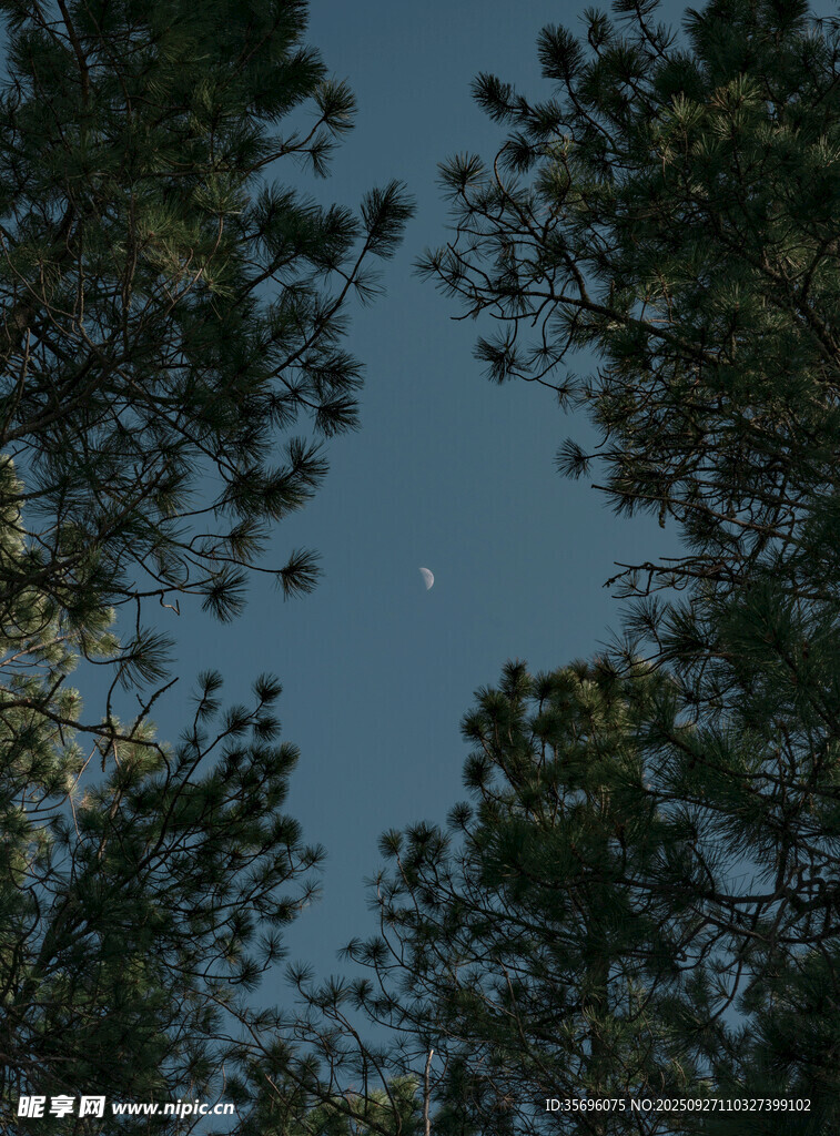 仰望树梢间的蓝天