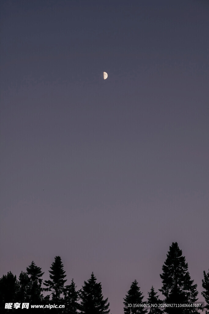 月夜下的森林树梢