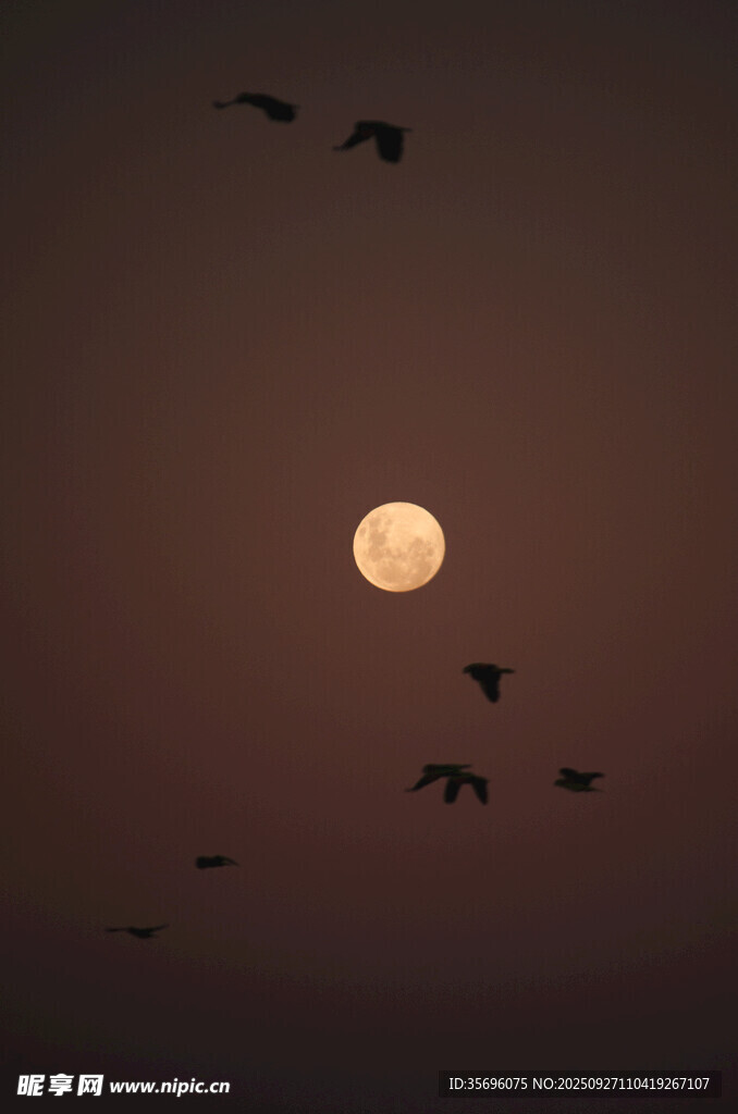 夕阳下飞鸟伴月景