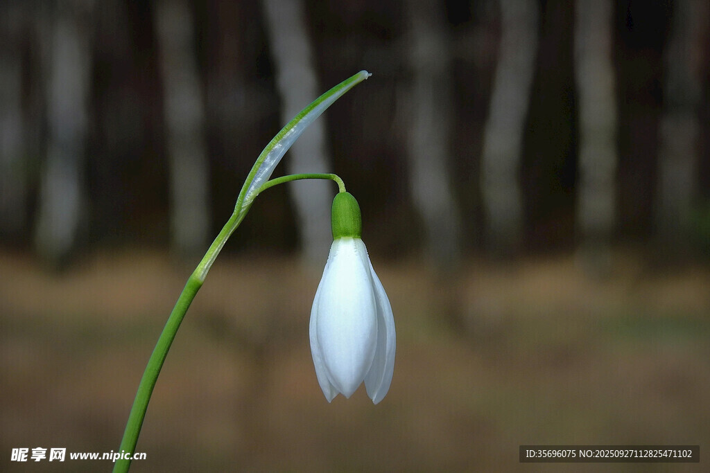 雪花莲 