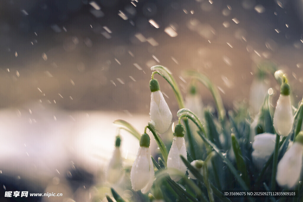 雪花莲 