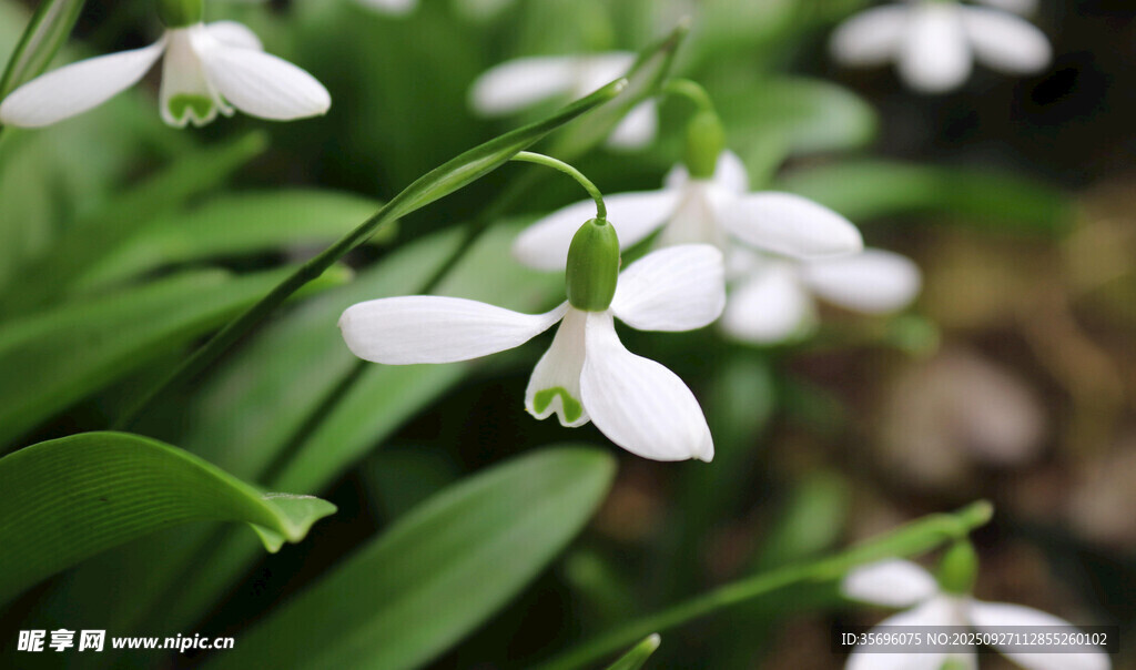 雪花莲 