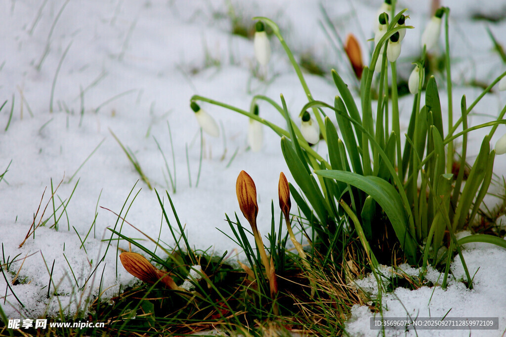 雪花莲 