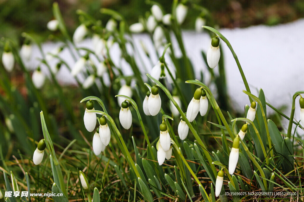 雪花莲 