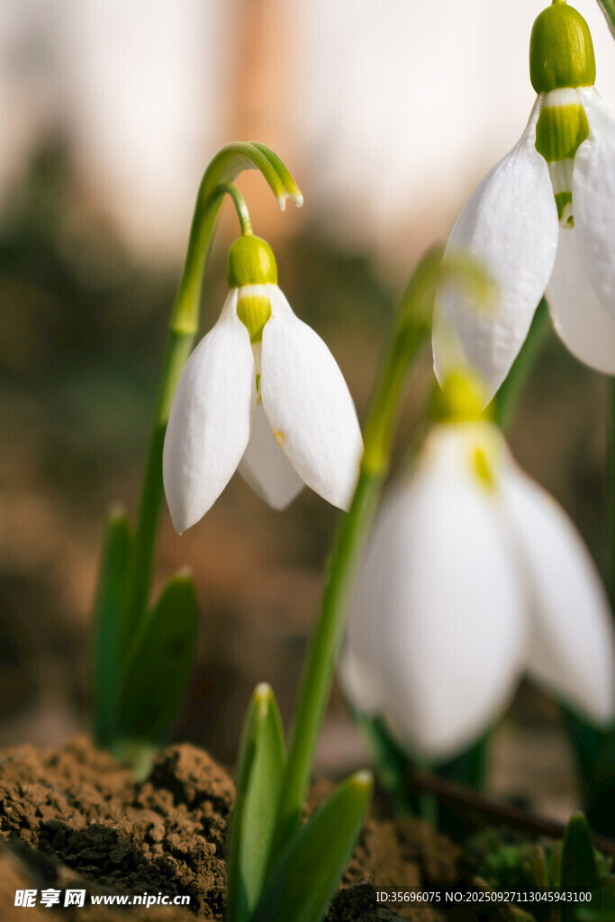 雪滴花绽放于泥土间
