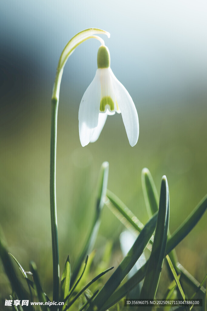 雪花莲 