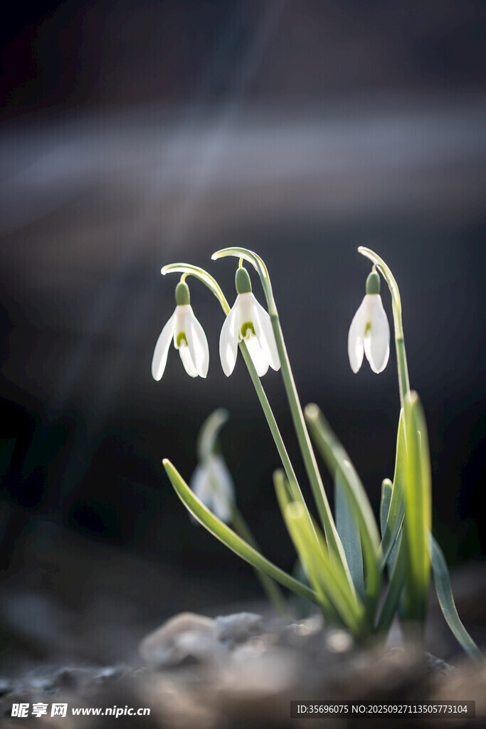 雪花莲 