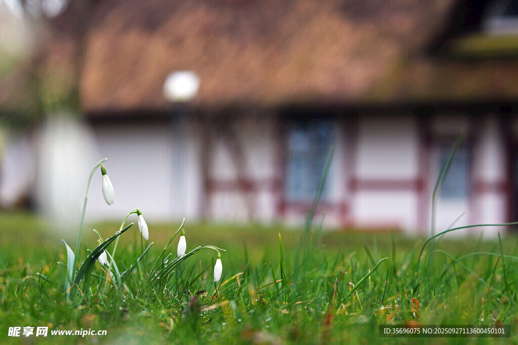 雪花莲 