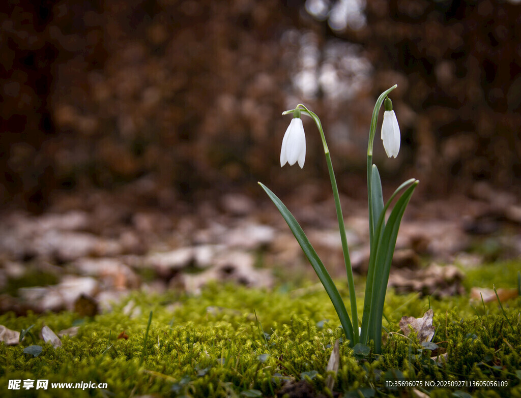 雪花莲 