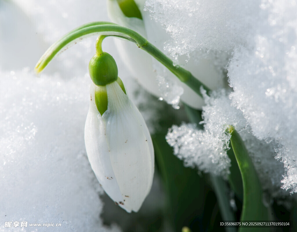 雪花莲 